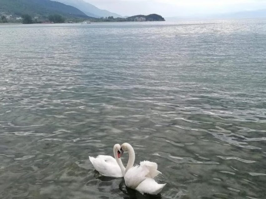 ​Dita e Liqenit të Ohrit