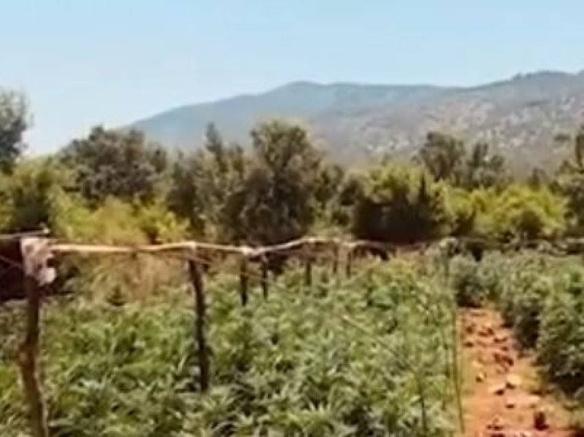 Operacioni antidrogë në Shkodër/ Asgjësohen mijëra bimë kanabis, një i arrestuar dhe 5 në kërkim