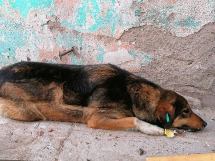 Helmimi i dyshimtë i qenve në veri të Mitrovicës, Prokuroria nis hetimet