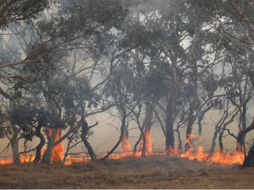 Situatë e vështirë në Australi, zjarre masive dhe thatësira të vazhdueshme