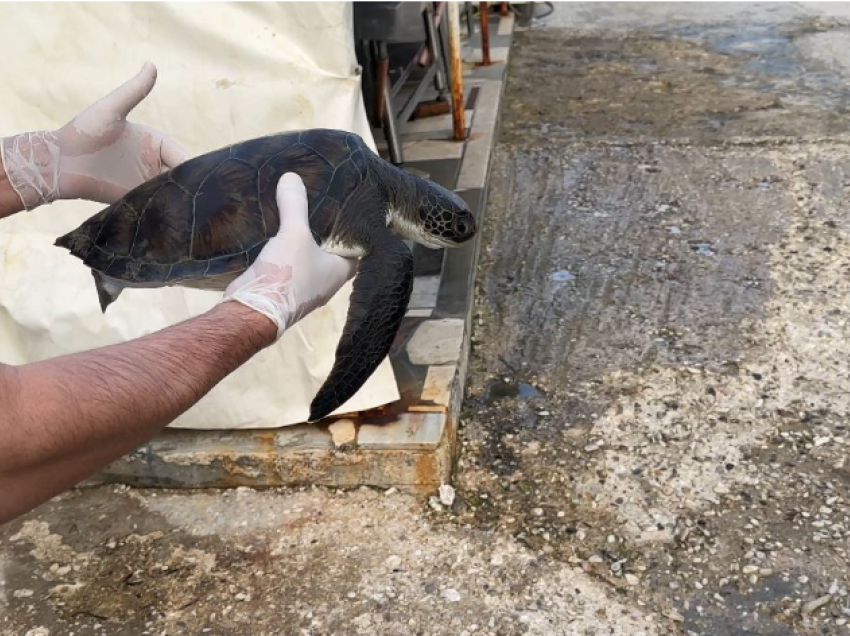 “Breshka fluturuese” bie në rrjetat e peshkatarëve të Radhimës, erdhi nga oqeani Atlantik