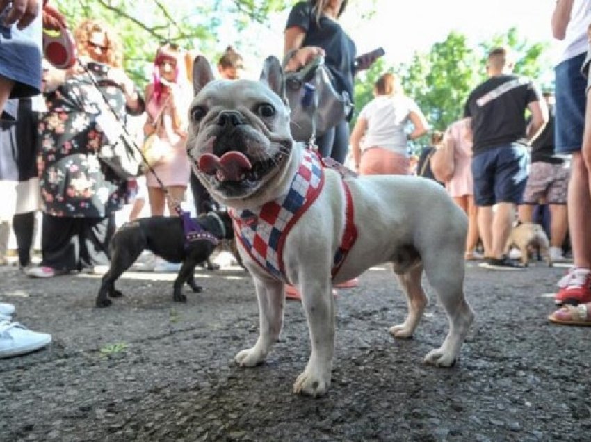 ​Bulldogu francez më i parapëlqyeri për amerikanët