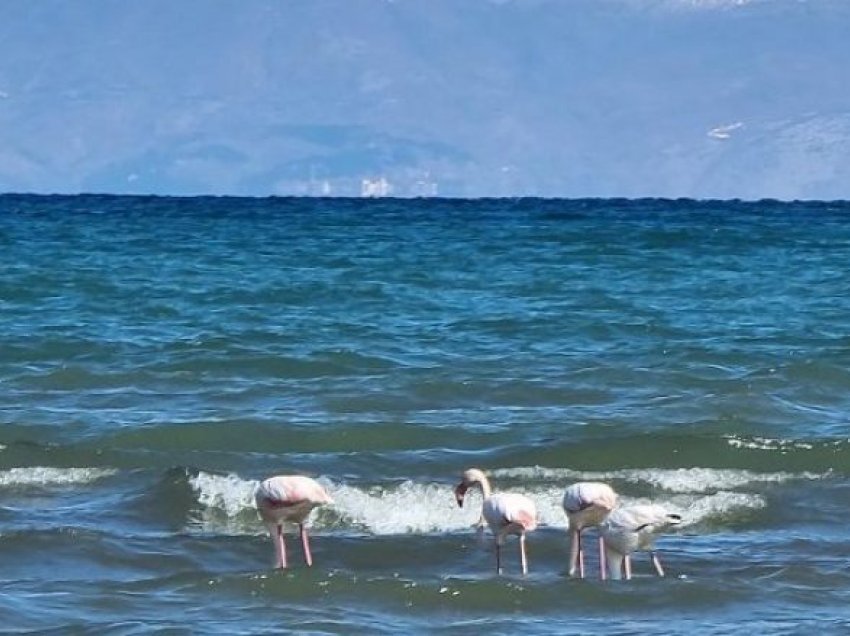 Rishfaqen flamingot në Pogradec; shpendët e rrallë rikthehen pas disa vitesh