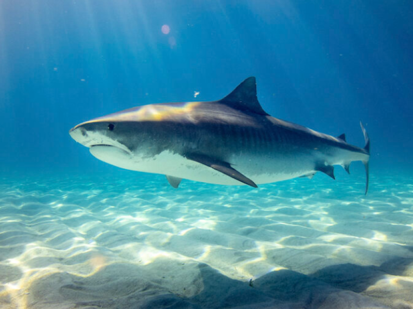Shkencëtarët arritën të zgjidhnin një nga misteret e botës nënujore me ndihmën e peshkaqenëve