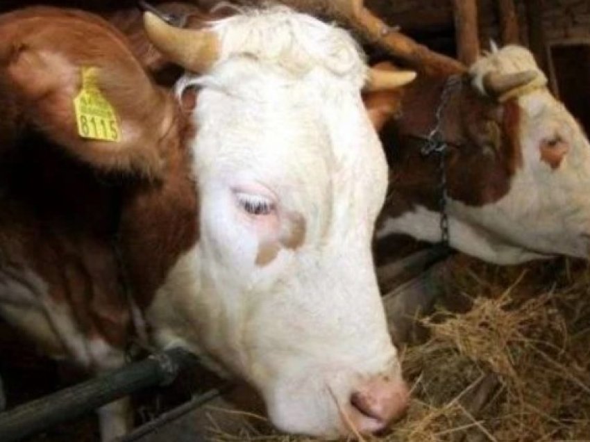 Terrorizohet blegtori - hajnat hyjnë në ahur pas mesnate dhe ia vjedhin lopët në vlerë 5 mijë euro