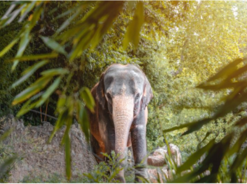 Vrau 6 persona, kapet “elefanti vrasës” në Indi