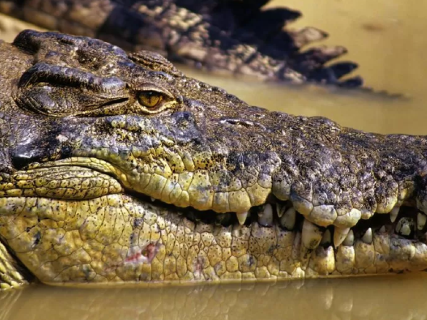 Trupi i peshkatarit të zhdukur australian gjendet brenda krokodilit 
