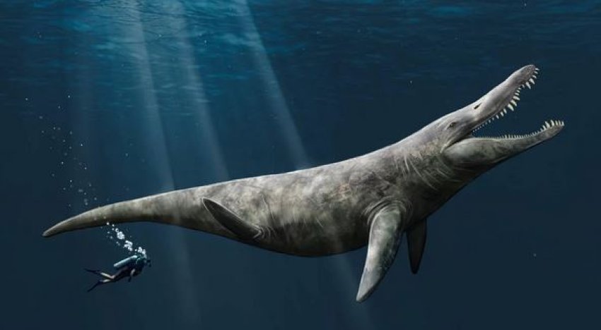 Zbulohet madhësia e gjigantit detar, pas zbulimit të fosileve