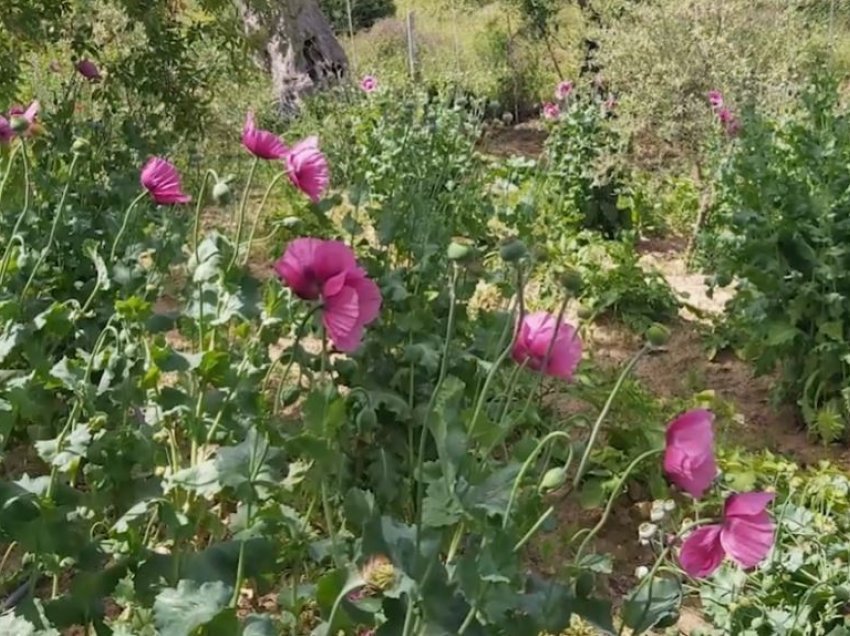 Zbulohet për herë të parë opium në Vlorë, vihet në pranga 54-vjeçari! Ja ku ishte mbjellë droga