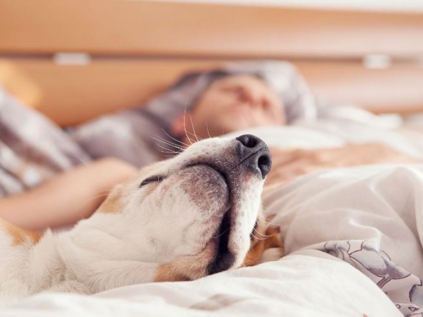 Çka mund të ndodh nëse e ndani shtratin me qenin tuaj?