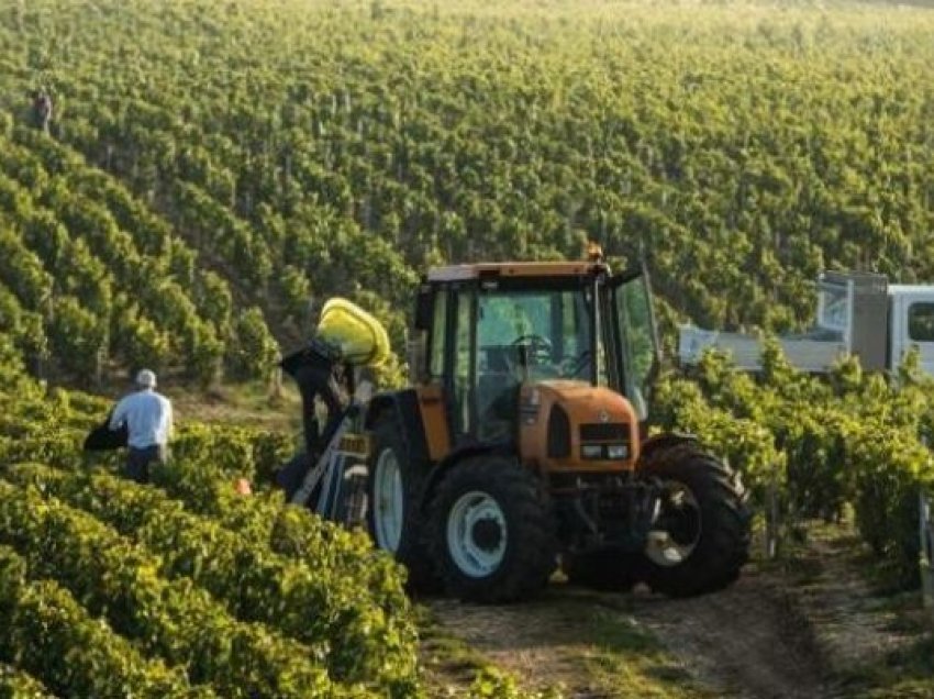 Bujqësisë do t’i shtohen 2 mijë punonjës në 3 vjet, në 2026-ën sektori do të “strehojë” 568 mijë të punësuar