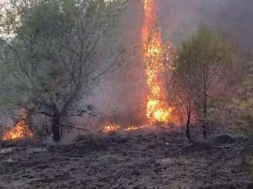 Zjarret “pushtojnë” Fierin, digjën mbi 1 mijë hektarë tokë, ja zonat më të prekura