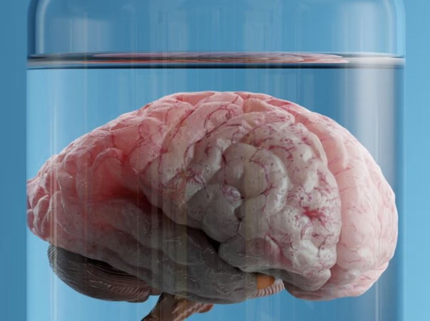 Shkencëtarët shpikin pajisjen për të mbajtur trurin gjallë ndërsa shkëputet nga trupi