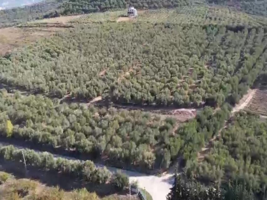 40% më pak vaj ulliri në Peqin, fermerët: Thatësia uli ndjeshëm prodhimin