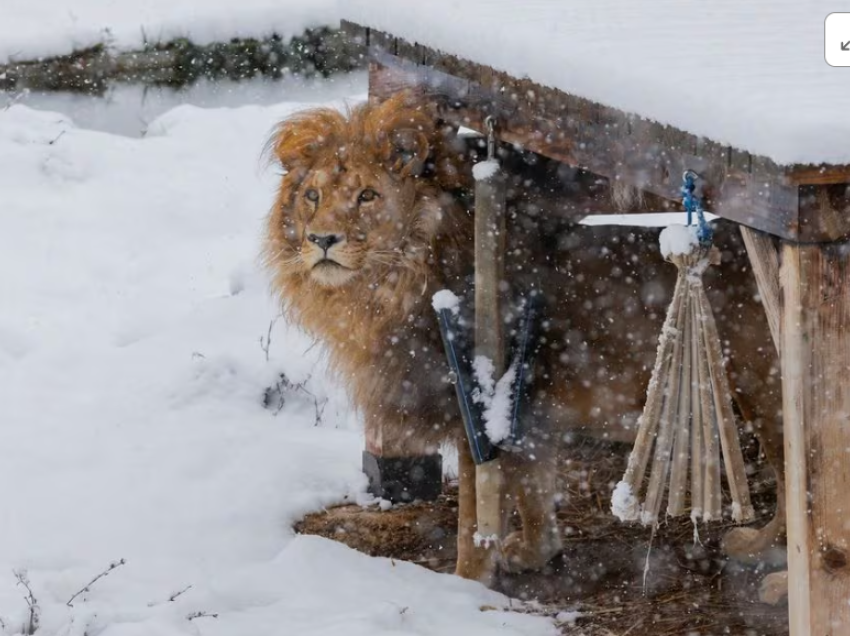 Një luan dhe disa arinj ‘çmenden’ pas dëborës në Kosovë, media ndërkombëtare publikon pamje interesante