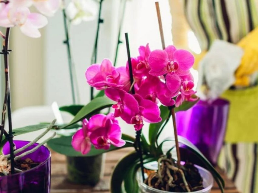 Si të shpëtoni orkidetë nga kërpudhat me dy përbërës?