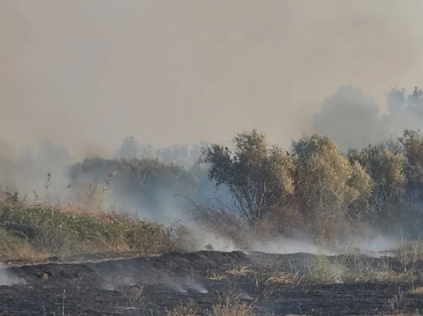 Zjarri në Grecalli të Fierit del jashtë kontrollit, digjen mbi 300 rrënjë ulliri