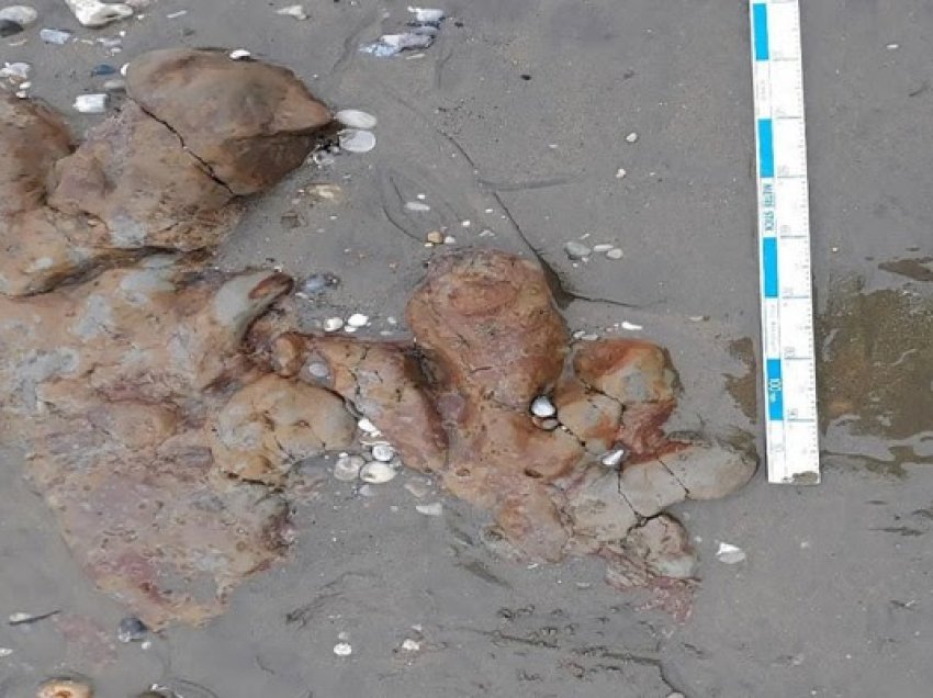 ​Gjurmët e dinozaurëve zbulohen në plazhin e ishullit Wight të Anglisë