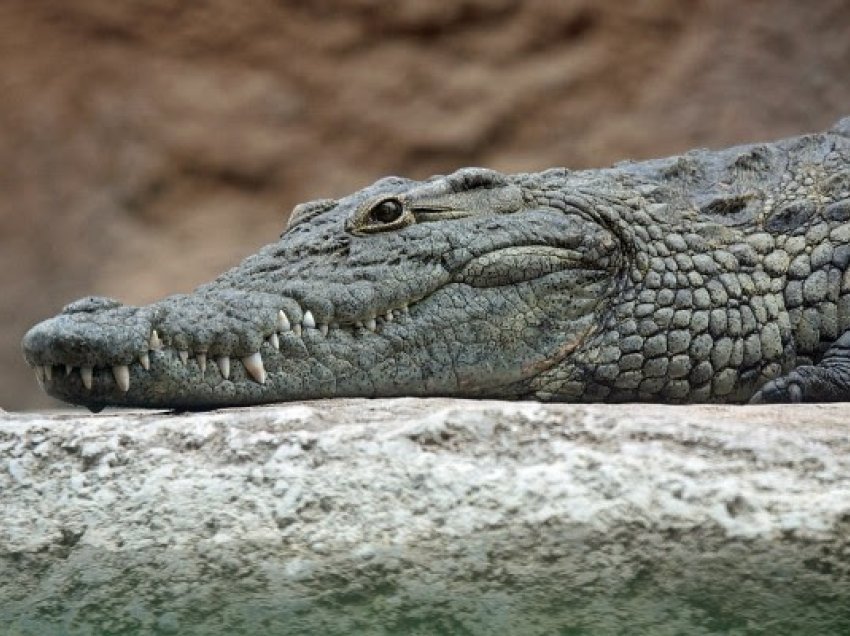 Krokodili që ka jetuar 110 milionë vjet më parë