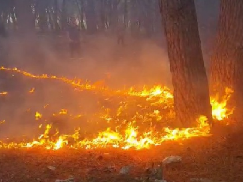 Zjarr në pyllin e Sodës, detajet e para