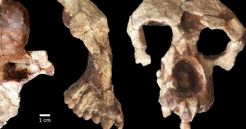Zbulimi i majmunit 8.7 milionë vjeçar në Turqi rishkruan historinë e njerëzimit