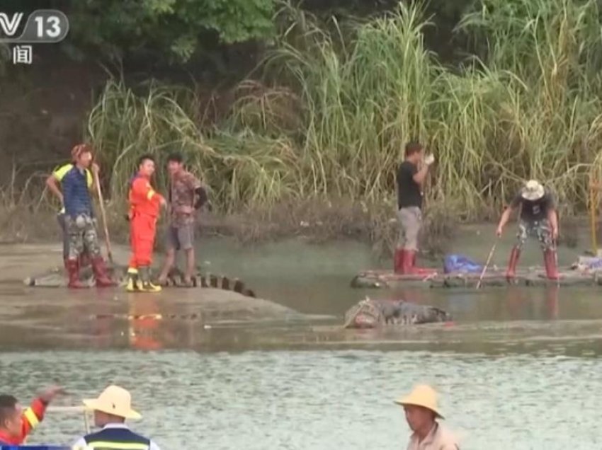 Autoritetet kineze kapin 66 krokodilë që rrezikuan qytetin