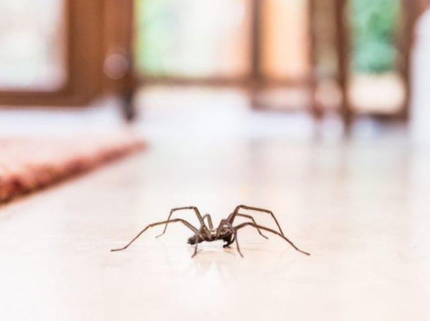 Ju është mbushur shtëpia me merimanga? Një truk dhe një bimë do t’i përzë sa çel e mbyll sytë