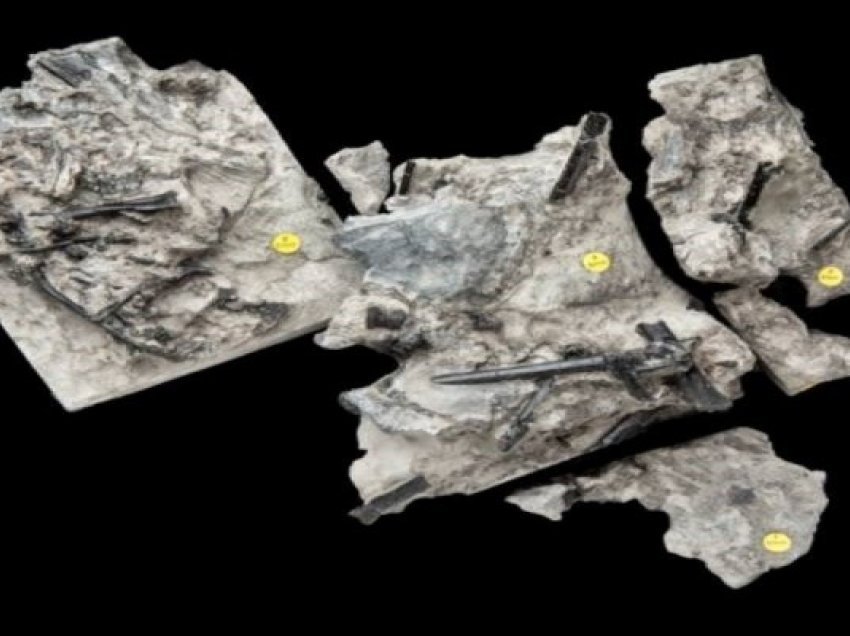 ​Zbulohet fosil i lashtë i zvarranikëve me krahë në Skoci: E çuditshme, ata ishin kryesisht në Kinë