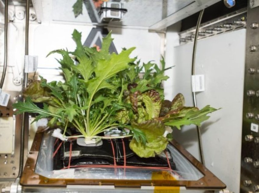 Shkencëtarët po mundohen të rritin sallatat në hapësirë – pse ato mund të jenë vdekjeprurëse për astronautët