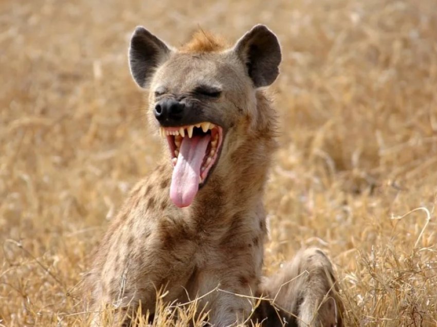 Hienat sulmojnë sërish në Kenia, raportohet për një të vdekur dhe 2 të plagosur