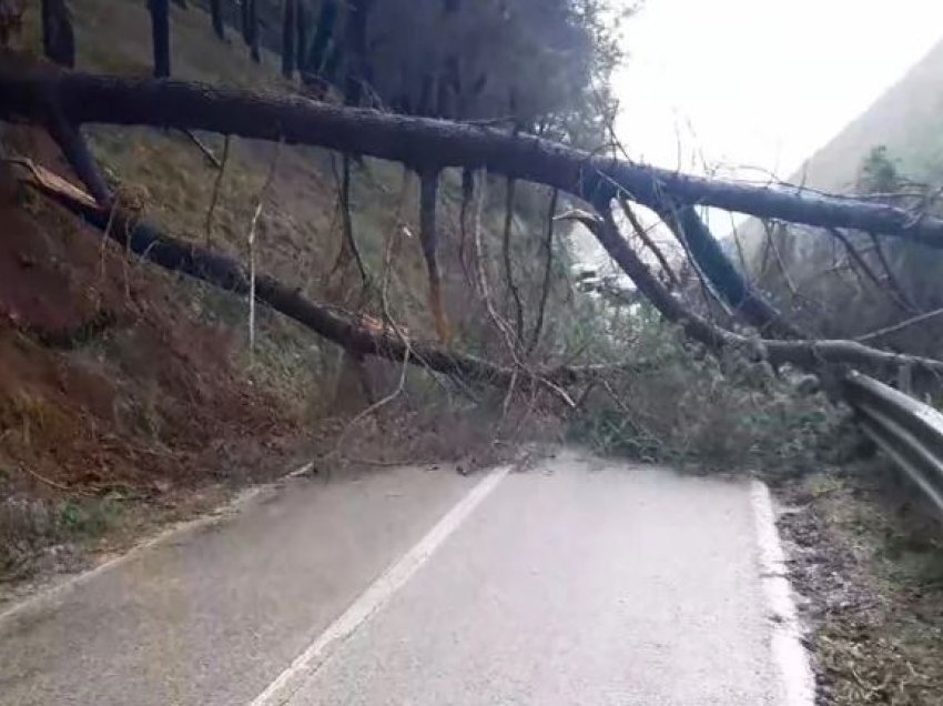 Era e fortë rrëzon pemët shumëvjeçare në mes të rrugës në Këlcyrë, bllokohet qarkullimi