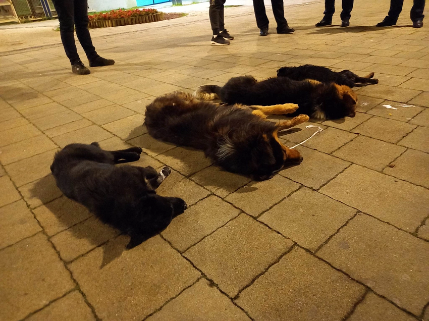 Kërstiq: Britma të vdekjes në Mitrovicë, qentë endacakë po helmohen masovikisht