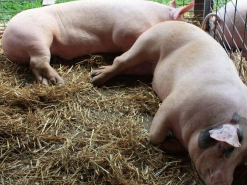 Shqipëria ka ndaluar importin e mishit të derrit nga Maqedonia