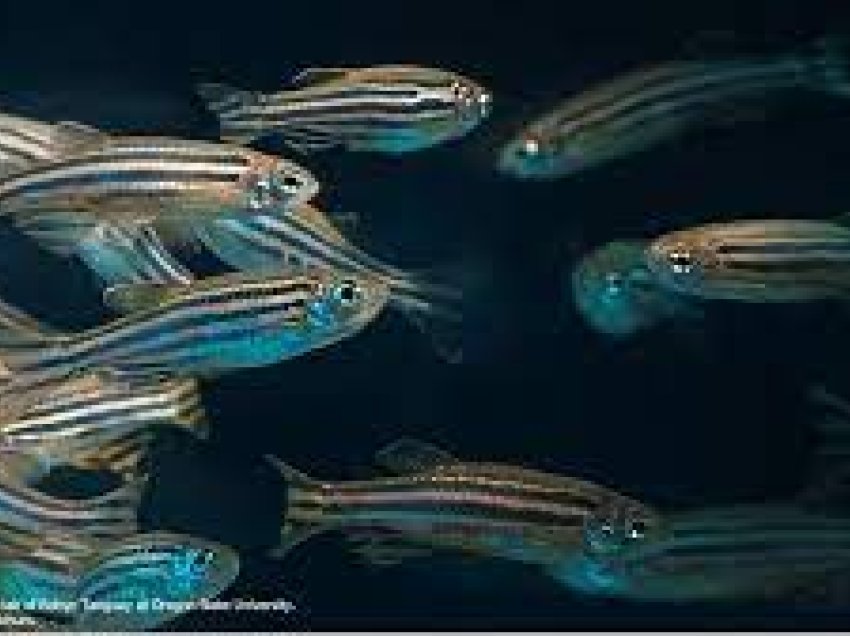 Zebrafish, peshqit që zbulojnë sëmundjet njerëzore
