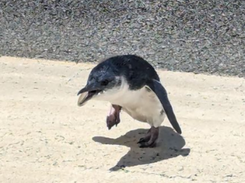 Pinguini vonon nisjen e fluturimit në Zelandën e Re