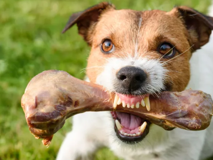 Qeni ia hëngri organin gjenital pronarit të tij 