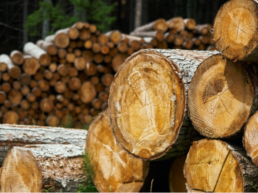 “Ki me dhanë përgjegjësi…” – Prishtinasi kërcënon rojën e pyllit pasi u kap me dru të prera ilegalisht