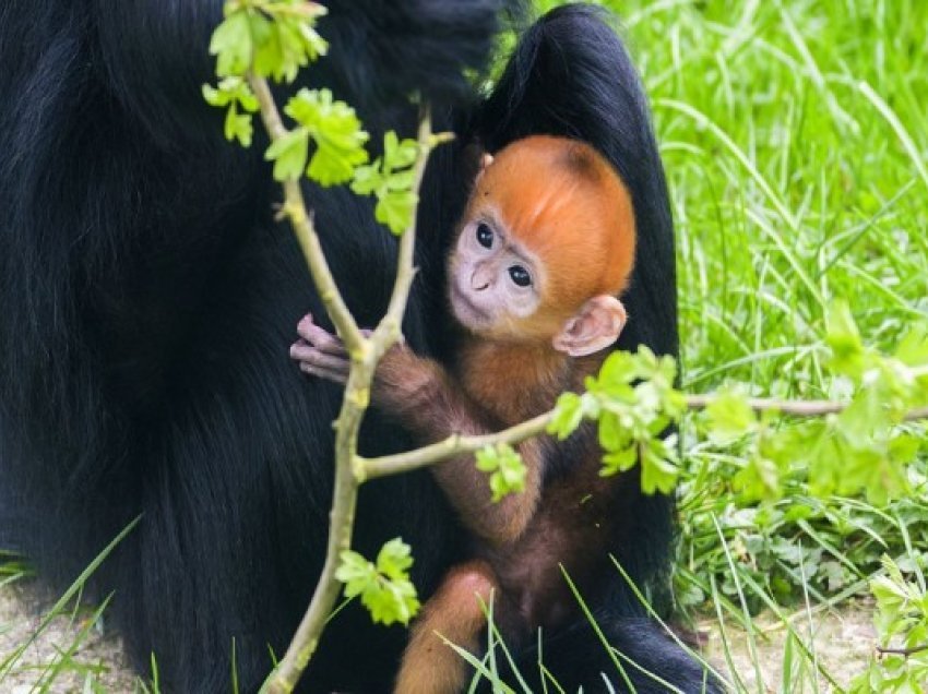​Foshnja e primatit e rrezikuar u lind në kopshtin zoologjik në Britani