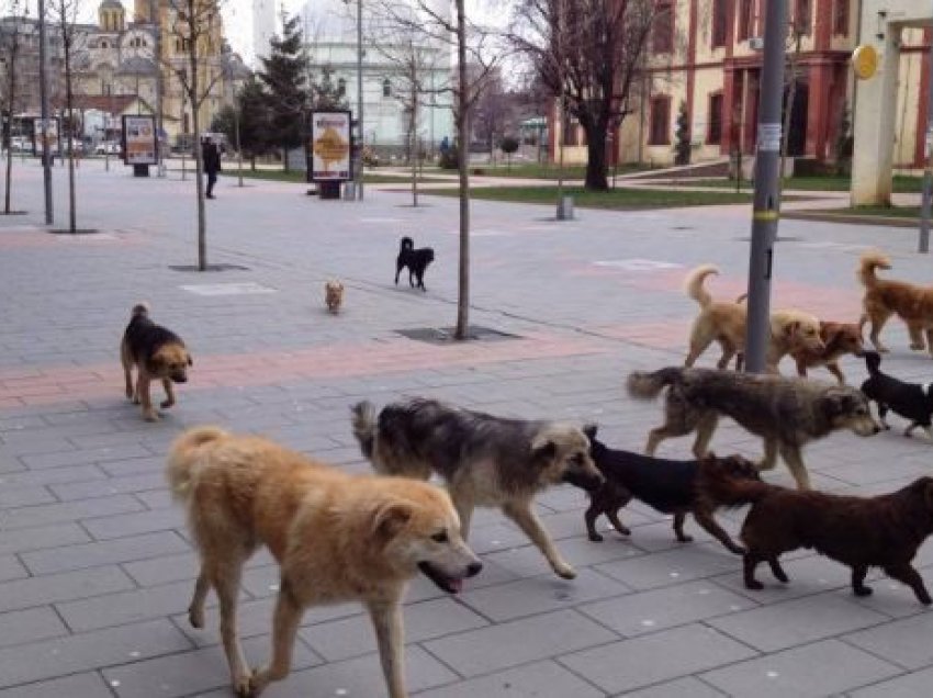 Mitrovicë: Qeni dyshohet se është helmuar, policia dhe zyrtarë të AUV-it në vendngjarje