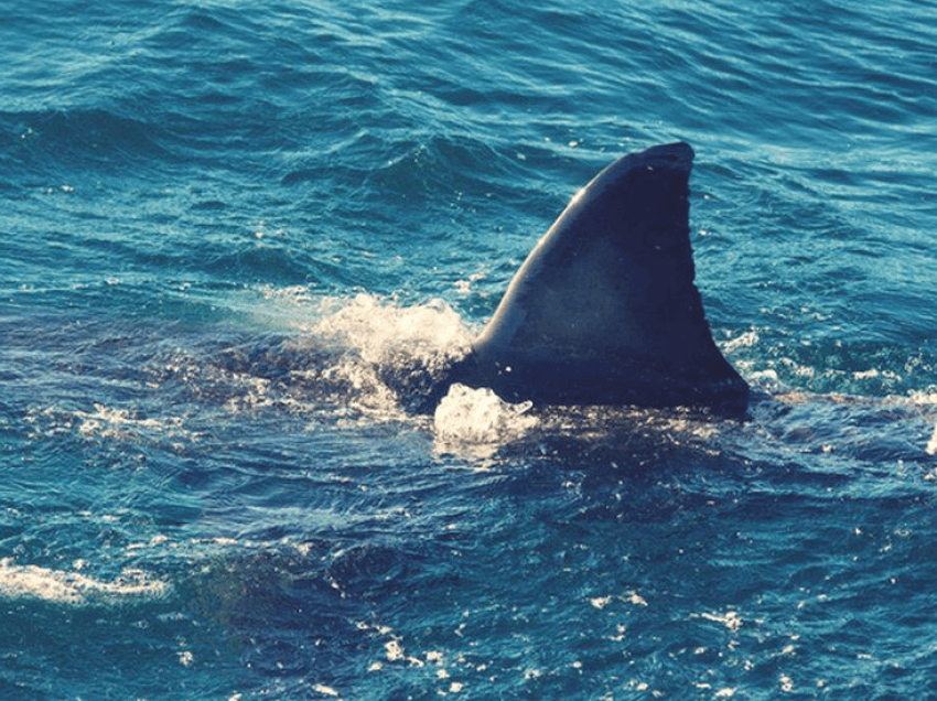 Gruaja vdes nga një sulm i rrallë i peshkaqenit në Zelandë të Re